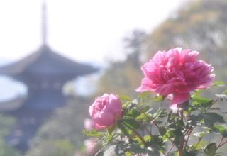 當麻寺 奥院 見どころ1枚目